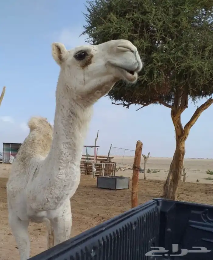 بكره لحالها 0