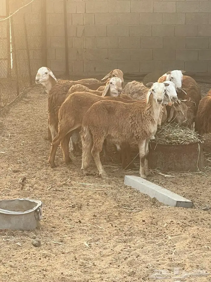 طليان سواكني تربيه 2