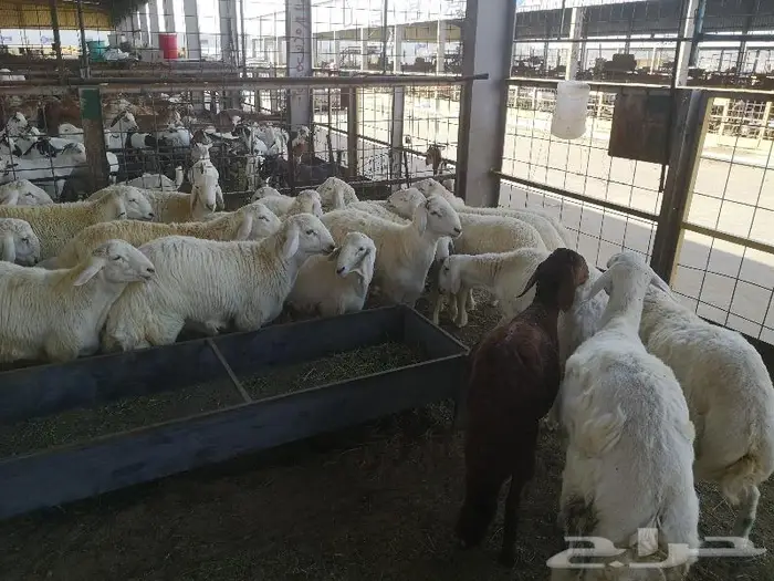 طليان حري مع خدمة التوصيل للباب 1