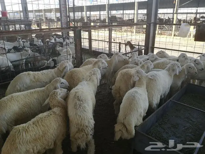 طليان حري مع خدمة التوصيل للباب 3