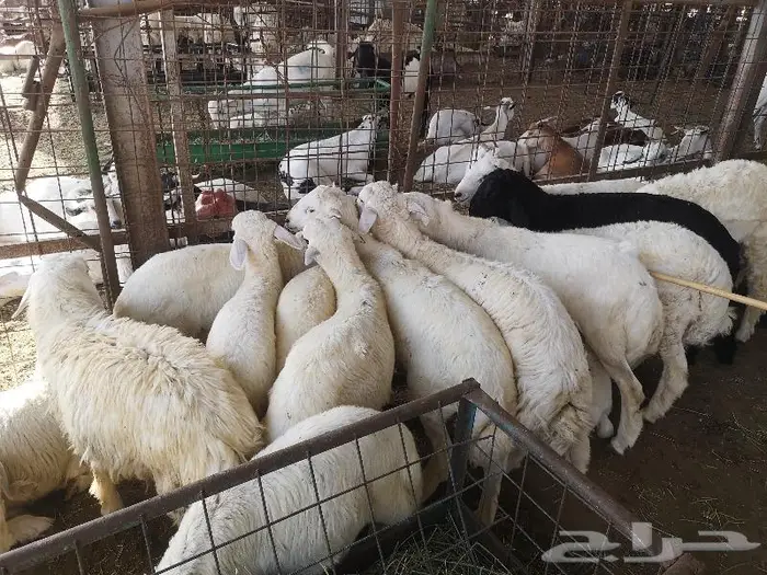 طليان حري مع خدمة التوصيل للباب 7