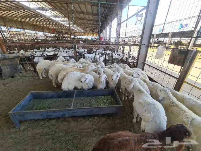 طليان حري مع خدمة التوصيل للباب 8