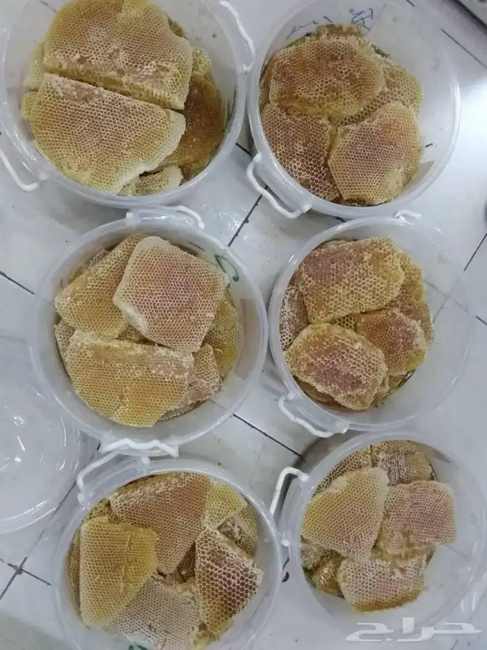 سدر عصيمي ملكي 6