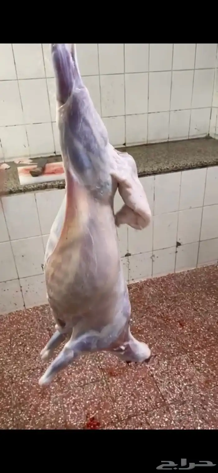 ذبايح حري ذبائح ثلاجه مخيمات مناسبات يوجد توصيل 0