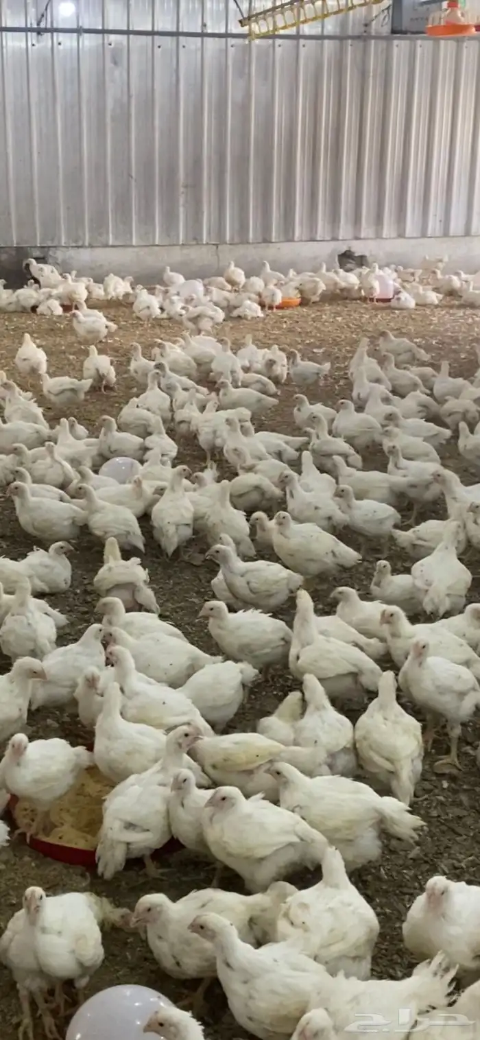 دجاج لاحم 0