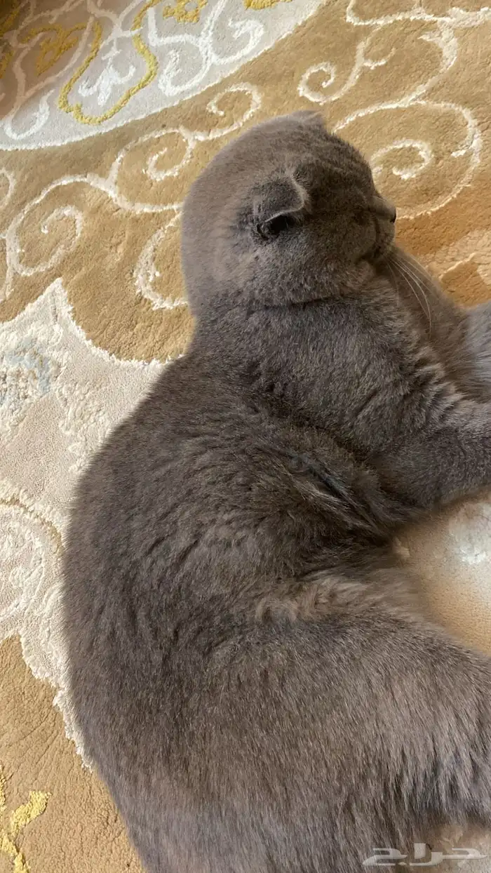 للتزاوج قط ذكر مقابل الانتاج 0