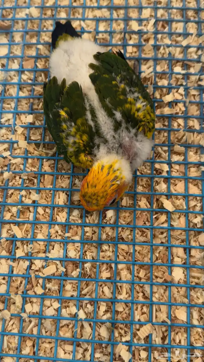 فرخ صن كنيور ((( تم البيع خارج الموقع ))) 3