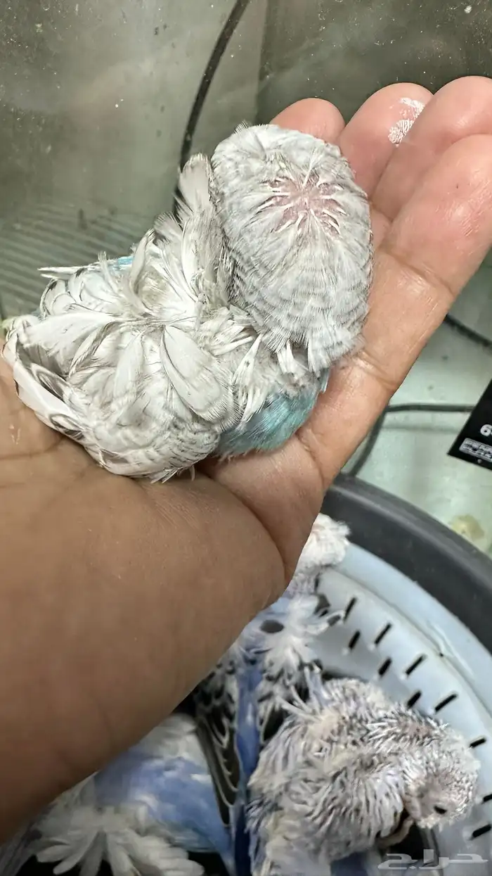 فروخ بادجي غر 17