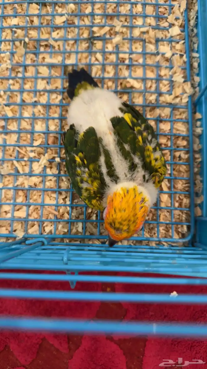 فرخ صن كنيور ((( تم البيع خارج الموقع ))) 0