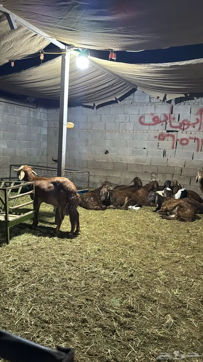 ذبايح فواخر طايفي ونشرط اللحم 6