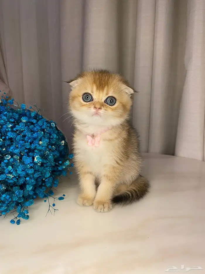 قطط سكوتش قولد للبيع 2