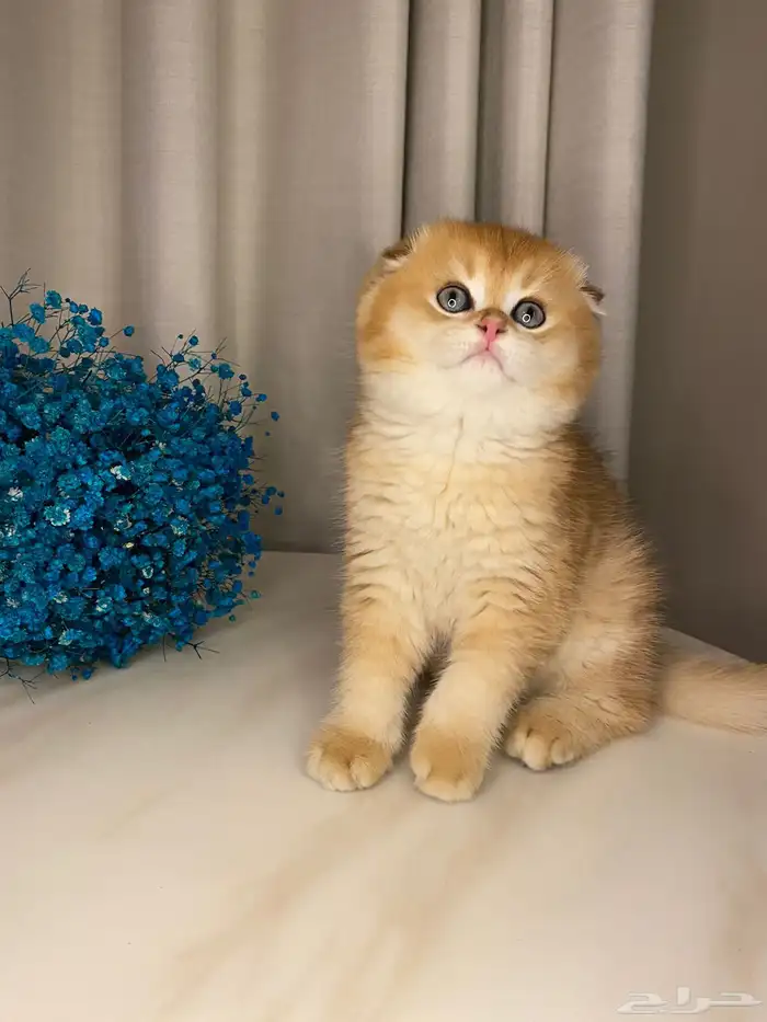 قطط سكوتش قولد للبيع 0