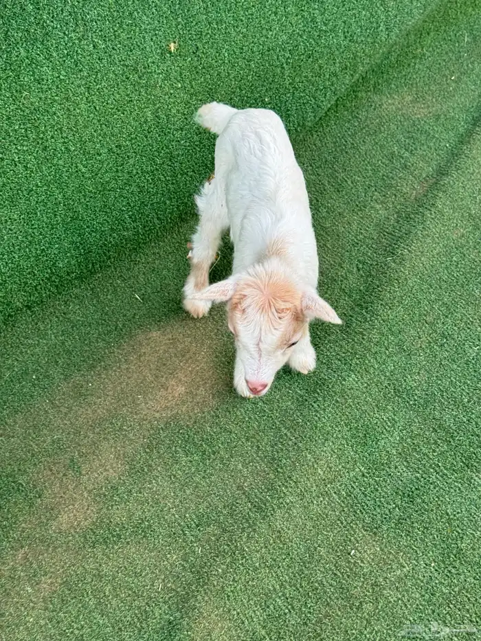 ماعز قزم عناق أمريكي تشيكي 2