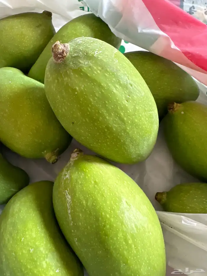 مكتبة كتب ومنقا خضراء لمحبي الاشار 3