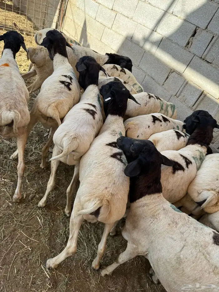 ذبايح فواخر طايفي ونشرط اللحم 9