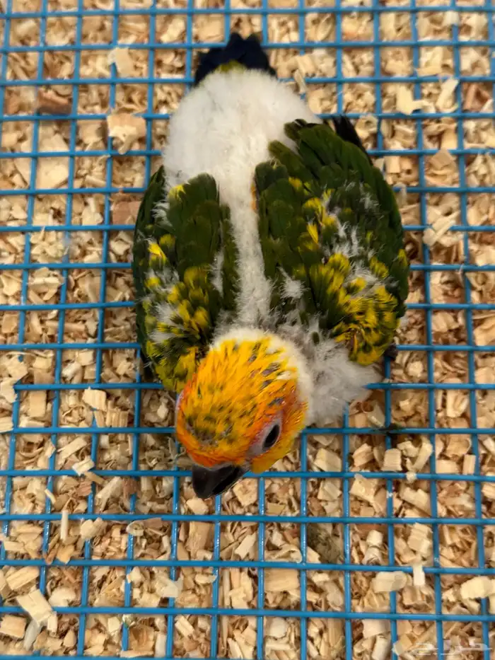 فرخ صن كنيور ((( تم البيع خارج الموقع ))) 2