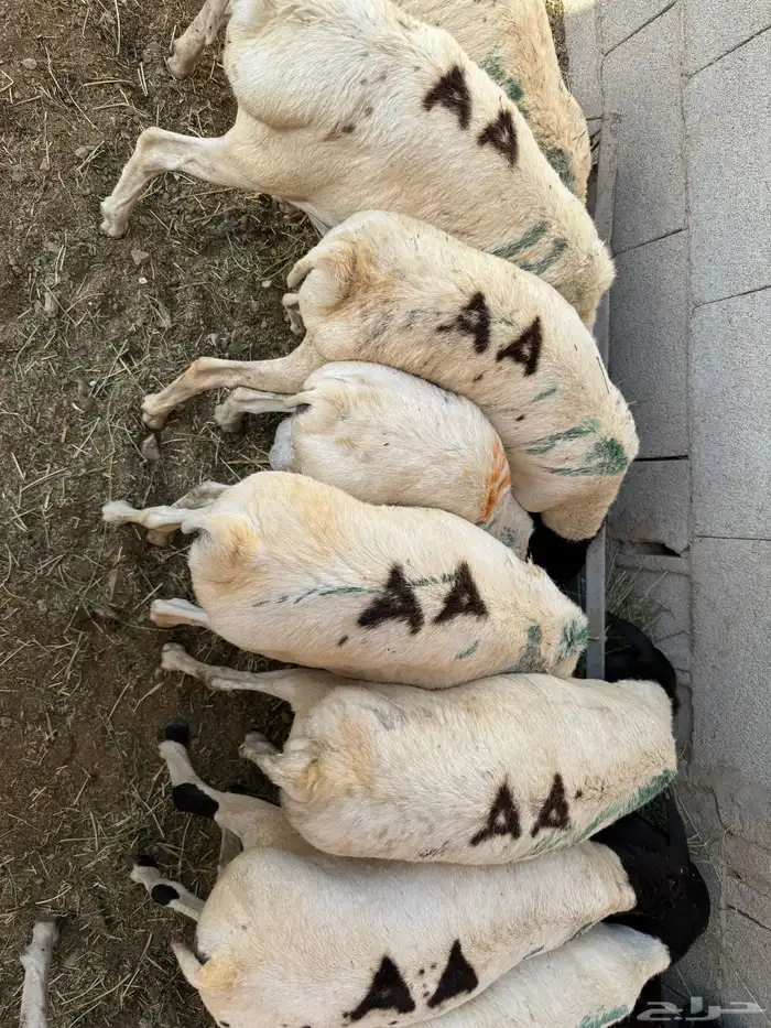 ذبايح فواخر طايفي ونشرط اللحم 7