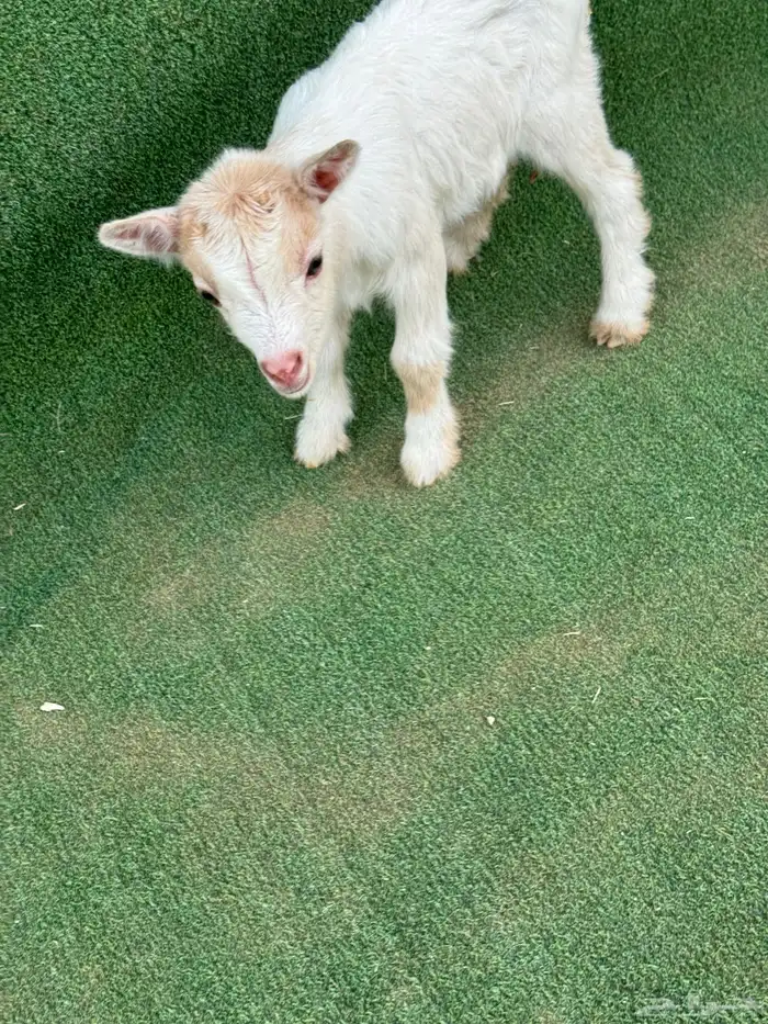 ماعز قزم عناق أمريكي تشيكي 0