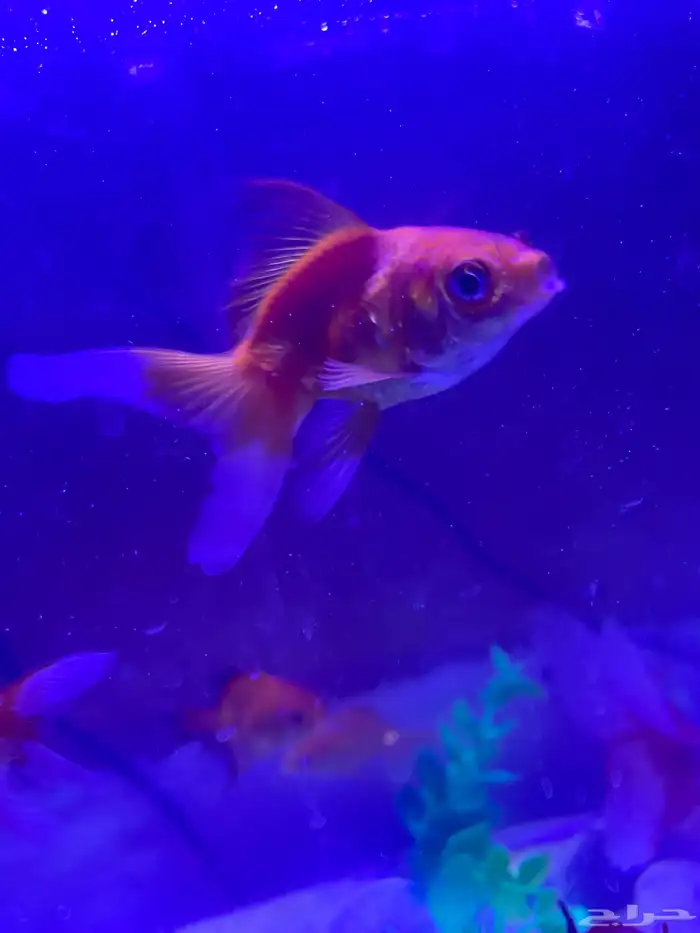 اسماك القولد فيش بجميع أنواعها 6