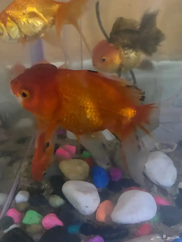 اسماك القولد فيش بجميع أنواعها 7