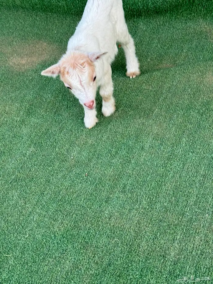 ماعز قزم عناق أمريكي تشيكي 1