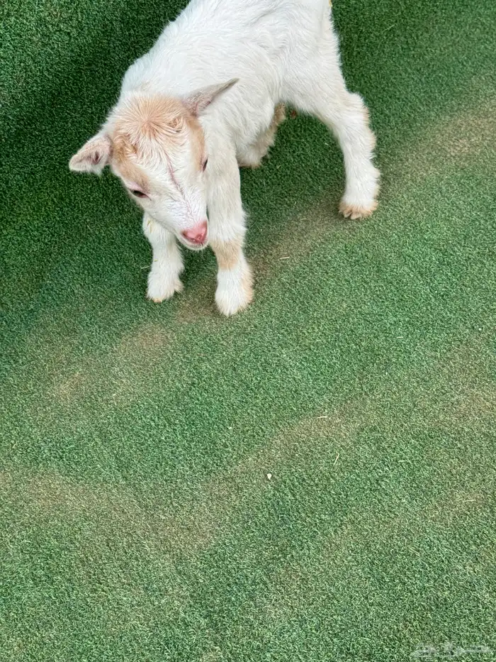 ماعز قزم عناق أمريكي تشيكي 3