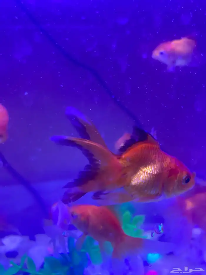 اسماك القولد فيش بجميع أنواعها 1