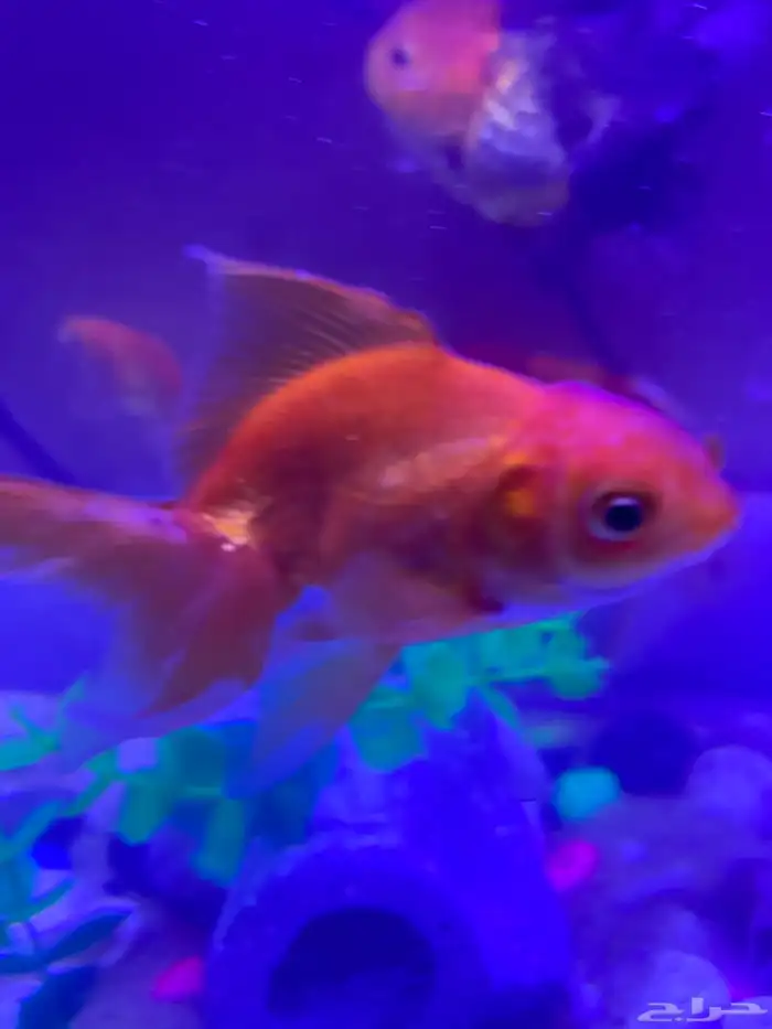 اسماك القولد فيش بجميع أنواعها 4