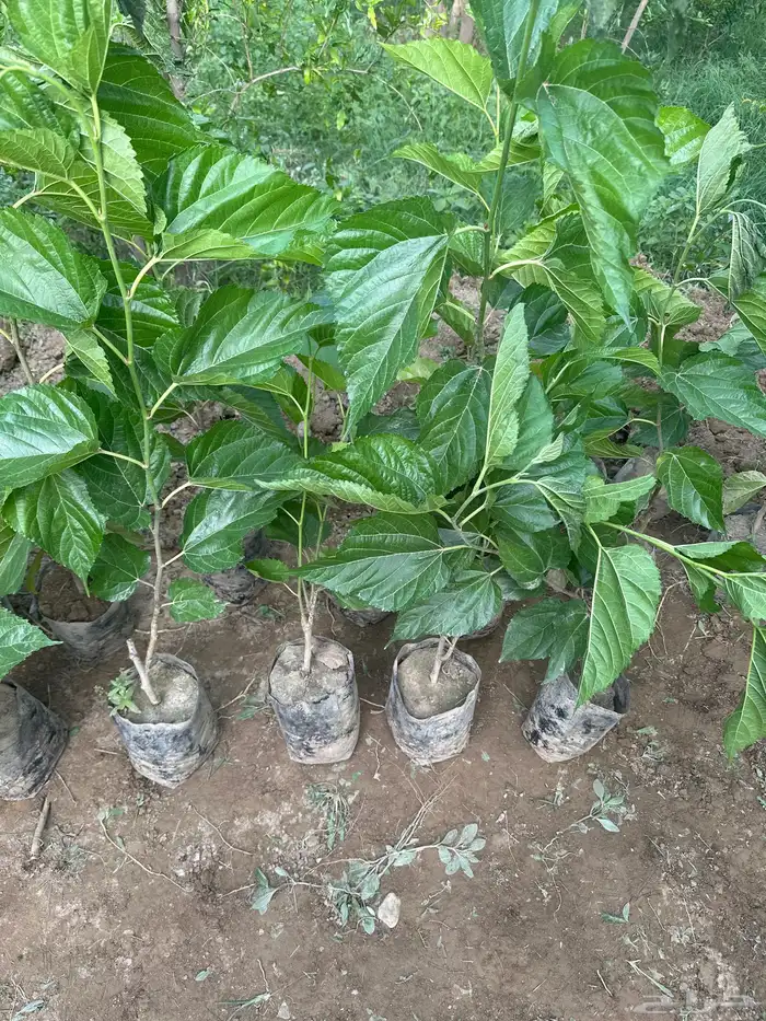 شتلات حماط براون فاخره(بدأ الحجز) ورمان بيده 3