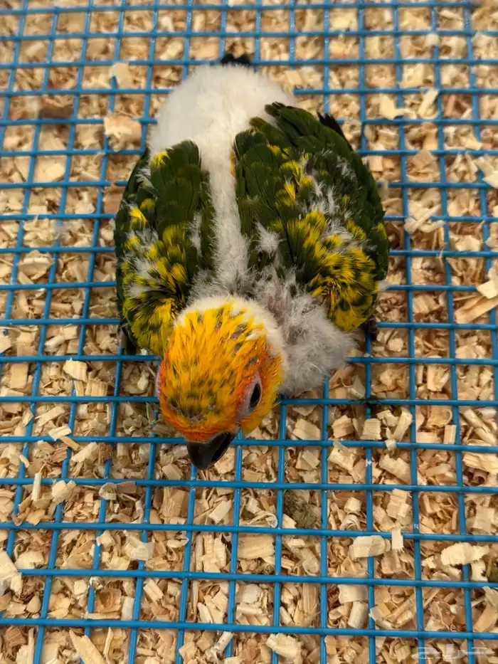 فرخ صن كنيور ((( تم البيع خارج الموقع ))) 1