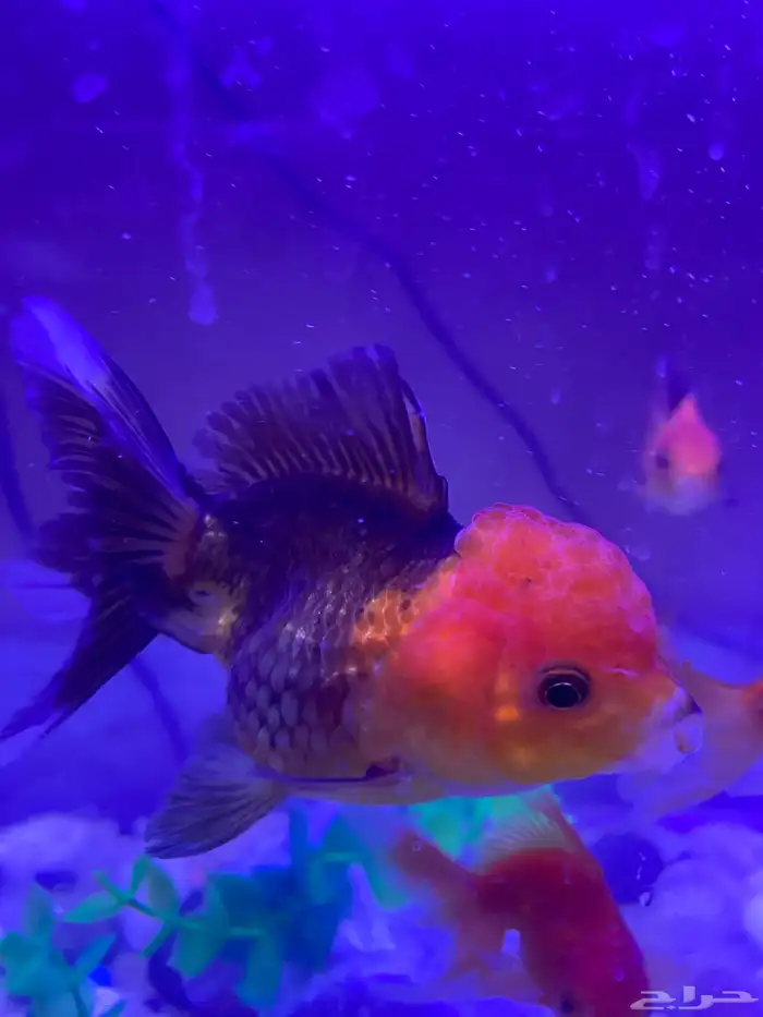 اسماك القولد فيش بجميع أنواعها 0