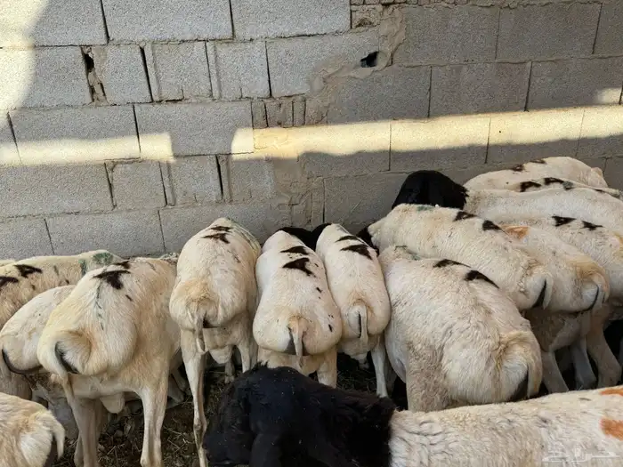 ذبايح فواخر طايفي ونشرط اللحم 8