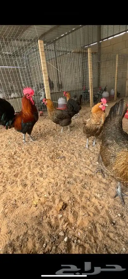 صوص فيومي احمر اصل 8