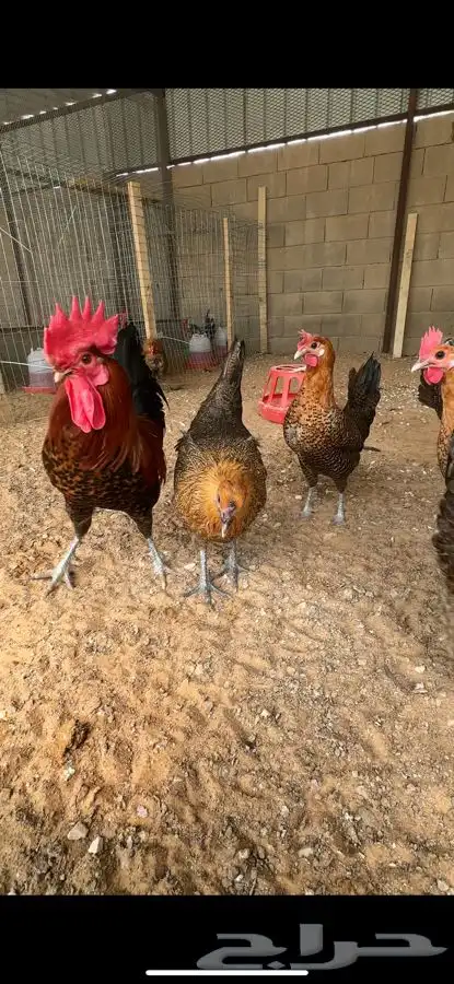 صوص فيومي احمر اصل 9