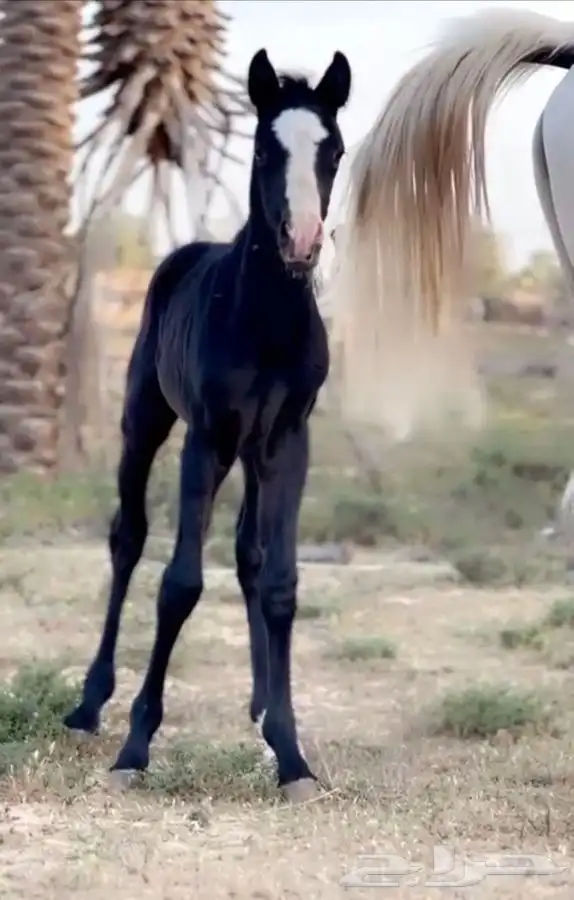 مهر خيل حصان 2