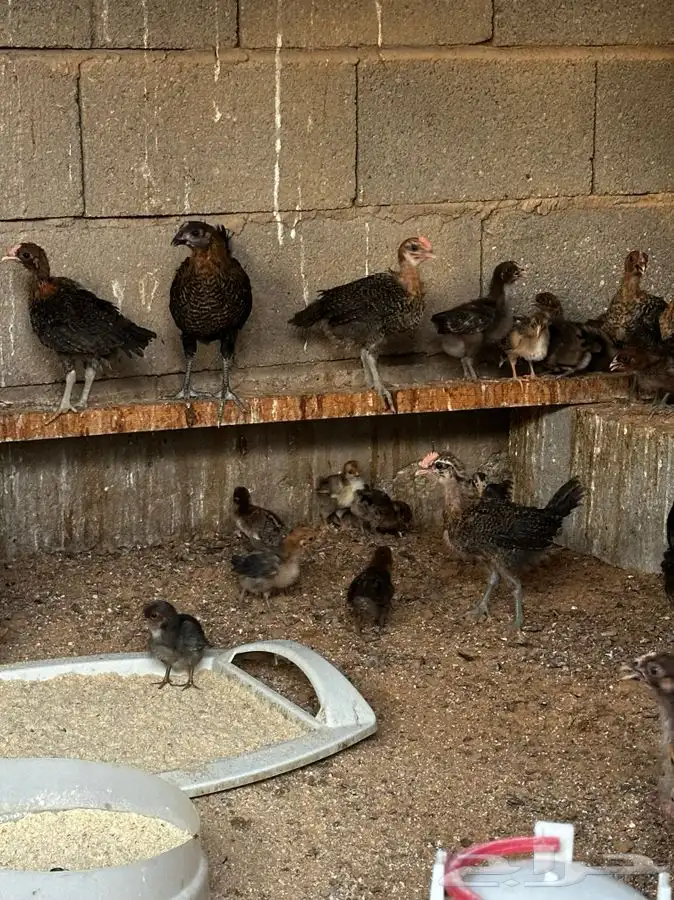 صوص فيومي احمر اصل 5