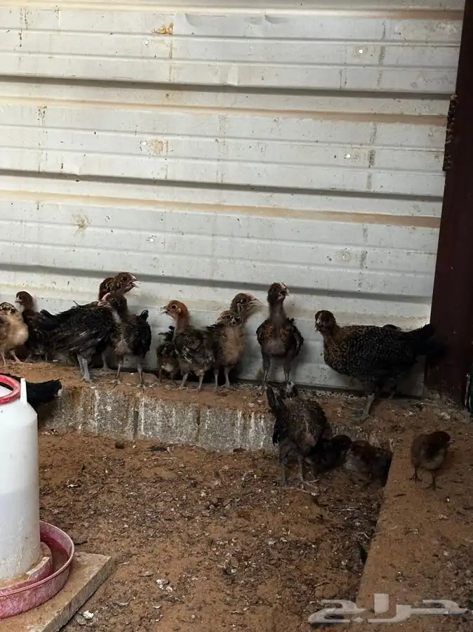 صوص فيومي احمر اصل 3