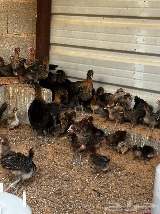 صوص فيومي احمر اصل 0