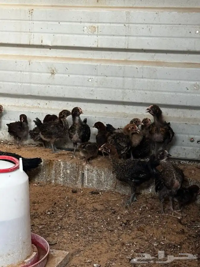 صوص فيومي احمر اصل 1