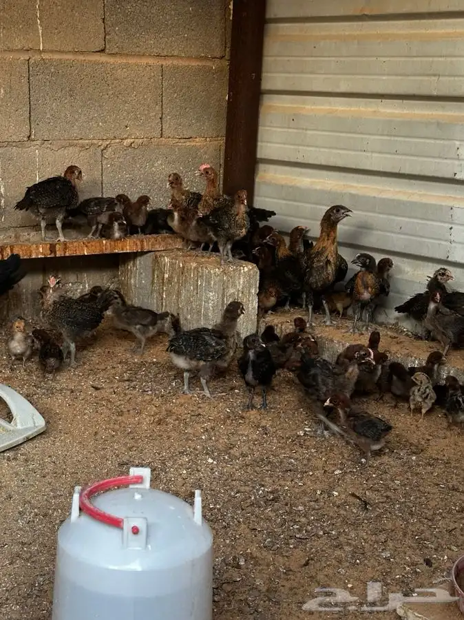 صوص فيومي احمر اصل 2