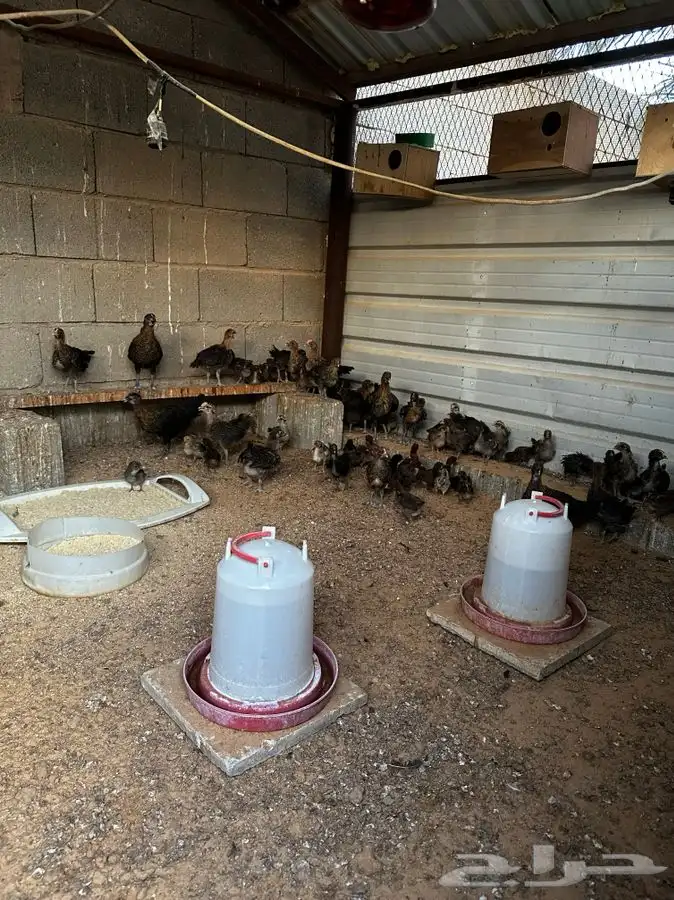 صوص فيومي احمر اصل 6