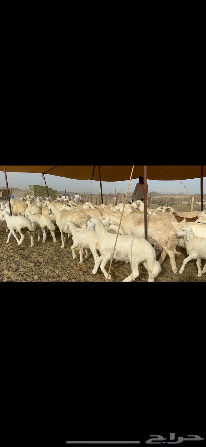 غنم حريات خلفات صنف 2