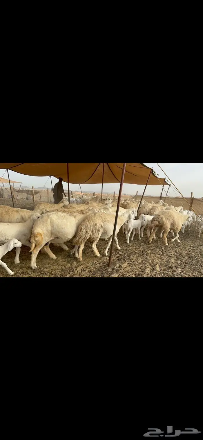 غنم حريات خلفات صنف 0