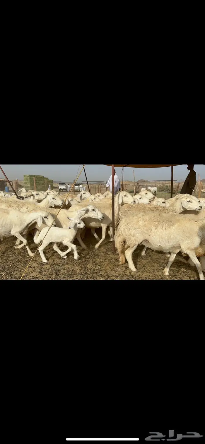 غنم حريات خلفات صنف 3