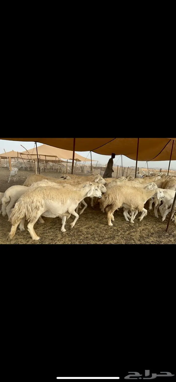 غنم حريات خلفات صنف 5