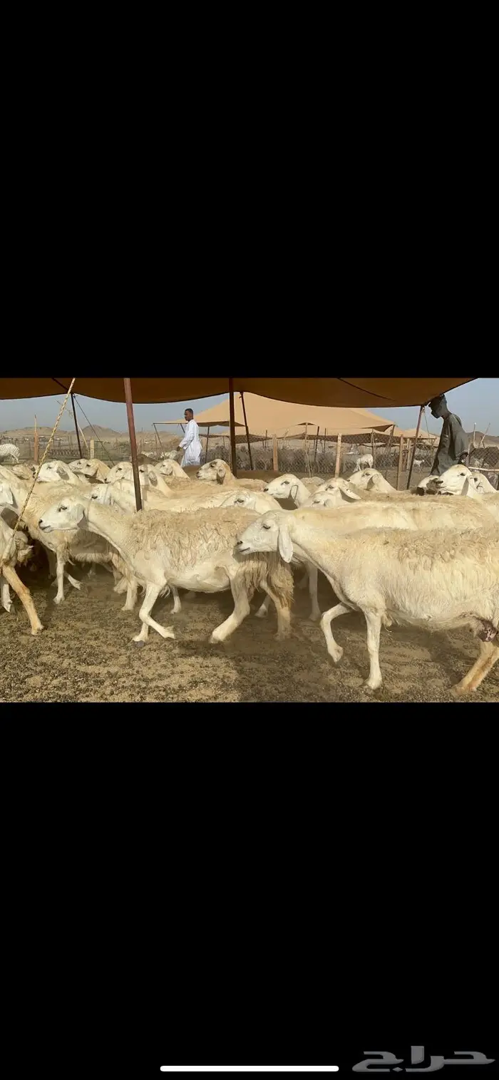 غنم حريات خلفات صنف 7