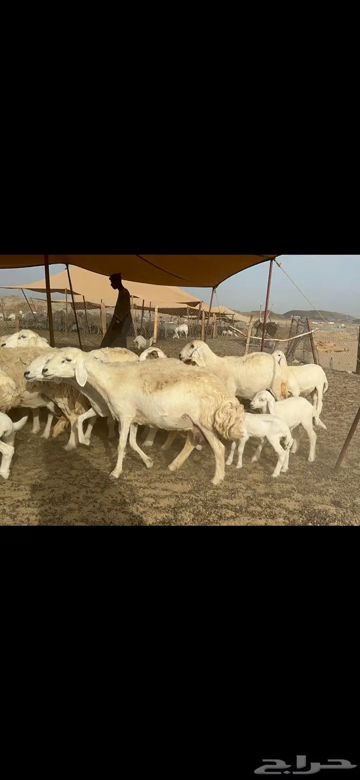 غنم حريات خلفات صنف 10