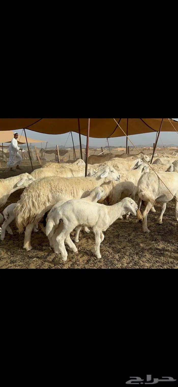 غنم حريات خلفات صنف 13
