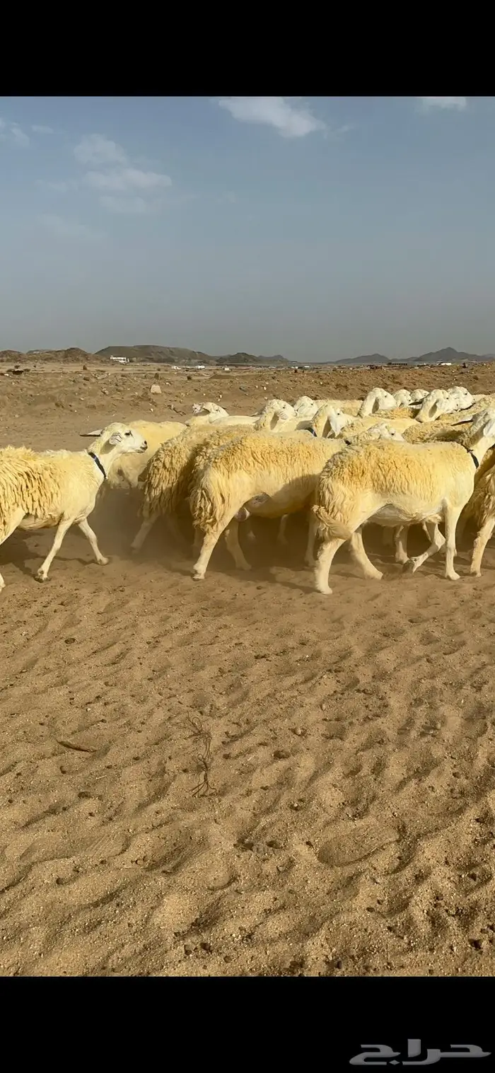 غنم حرية حرش صنف الصنف 0