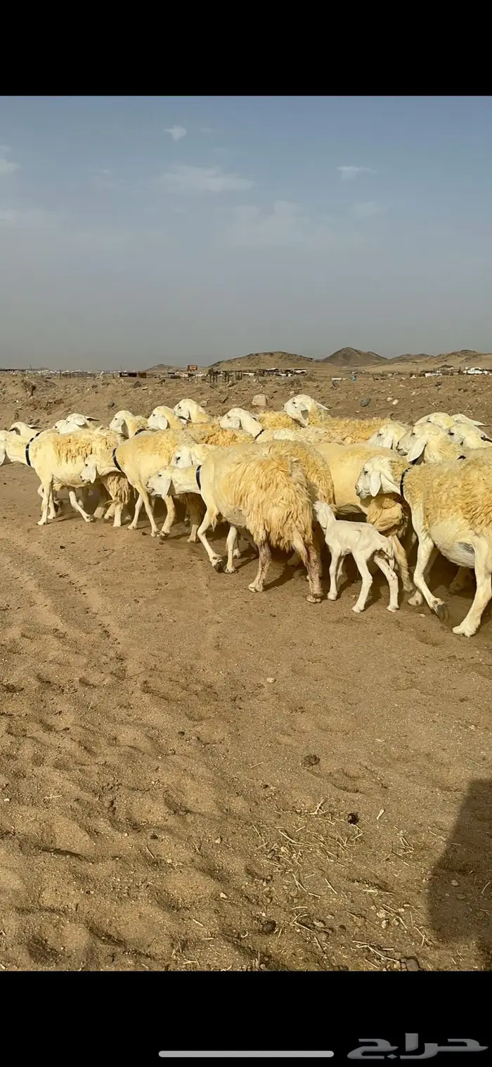 غنم حرية حرش صنف الصنف 1